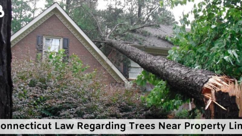 Connecticut Law Regarding Trees Near Property Line: An In-Depth Guide